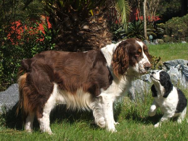 english springer spaniel dogs for sale